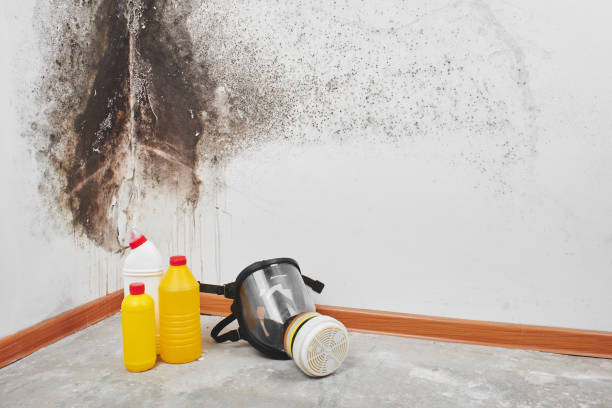 Trusted Moncks Corner, SC Mold Removal Experts
