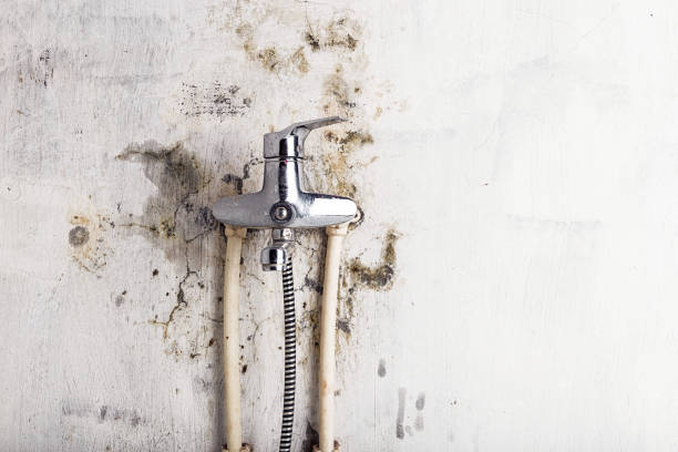 Best Residential Mold Removal  in Moncks Corner, SC