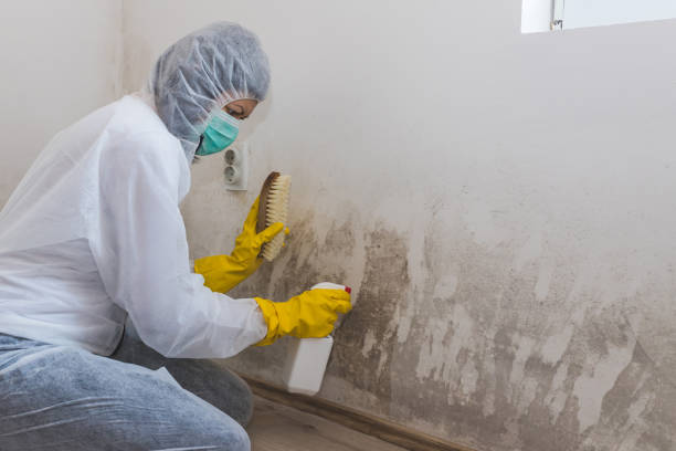 Mold Removal Process in Moncks Corner, SC