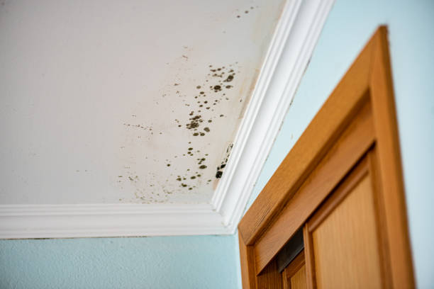 Best Local Mold Removal Service  in Moncks Corner, SC
