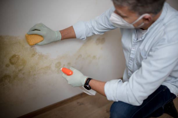 Best Mold Testing  in Moncks Corner, SC