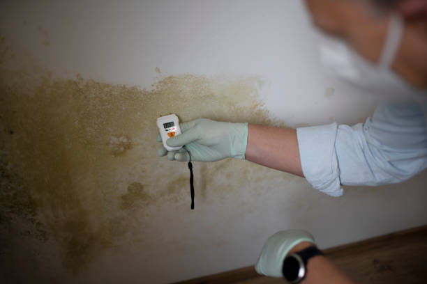 Best Mold Damage Repair  in Moncks Corner, SC